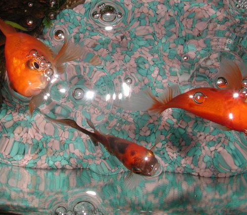 Huisdier? Welk huisdier? #projectblogboek