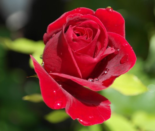 Citeer een quote #projectblogboek