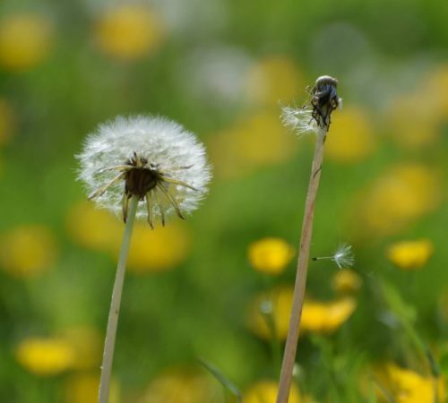 Angsten #projectblogboek