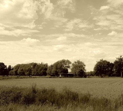 Triestig #projectblogboek