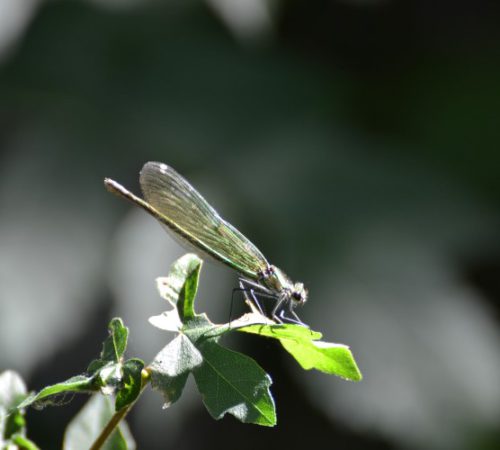 Op reis: Saint-Jean-de-Chevelu