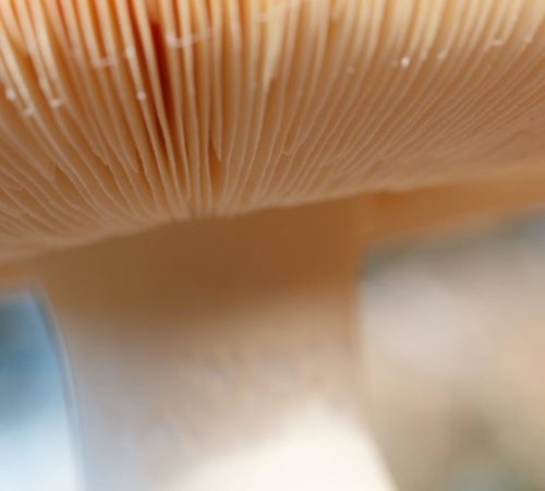 Voorbereiding bestraling