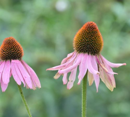 Dagboek van de bestraling – week 2