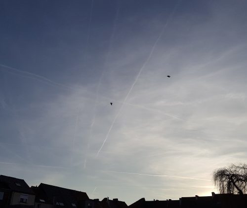 Thuis #40dagenbloggen