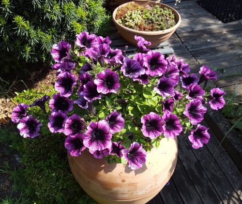 Week in beeld – week 21