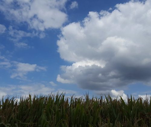 Week in beeld – week 33