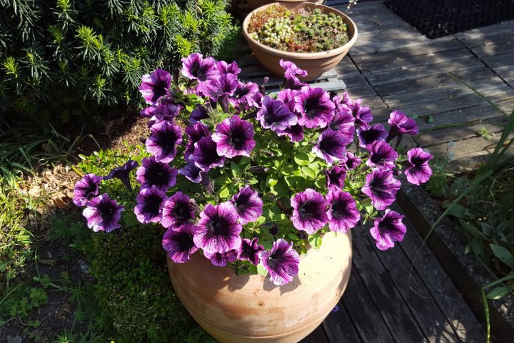 Throwback Thursday: Wondelgem