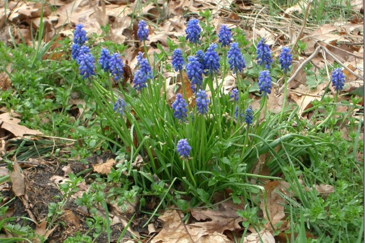 Throwback Thursday: hyacint