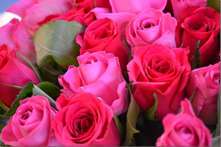 Throwback Thursday: rozen