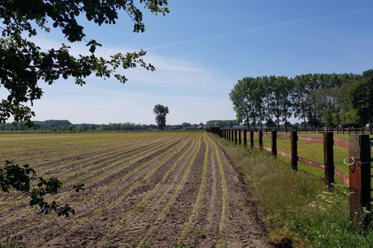 Week in beeld – week 21