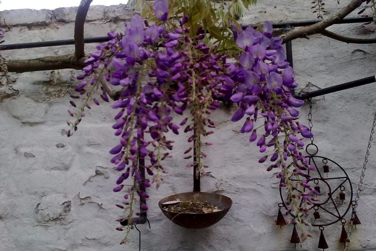 Throwback Thursday: blauwe regen