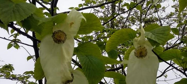 Gastblog: Eeklo natuur(lijk)!