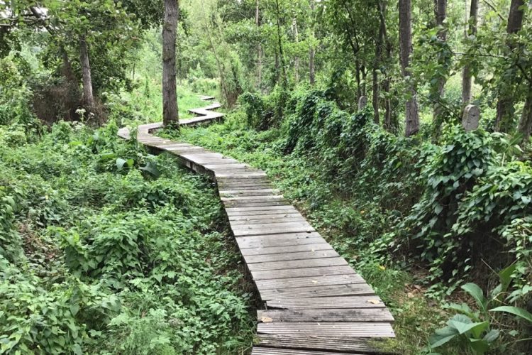 Gastblog: Wonder Welle