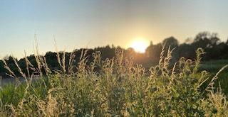 Gastblog: Zuurstof achter de hoek. â€˜t Schoonste groen in Groot-Temse