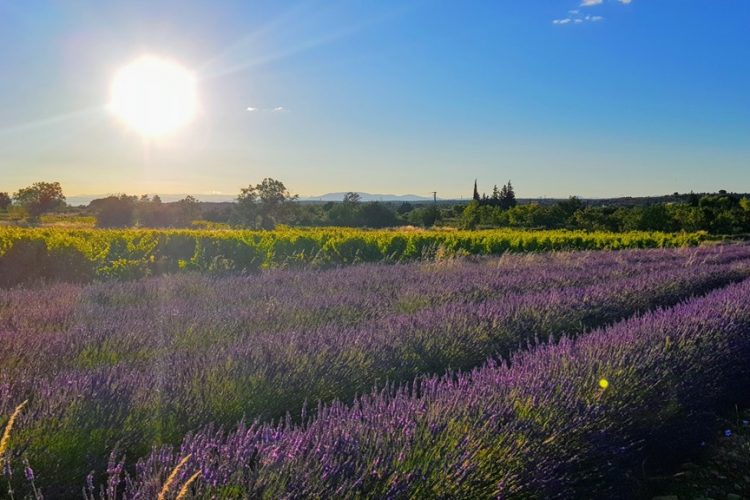 Throwback Thursday: lavendel