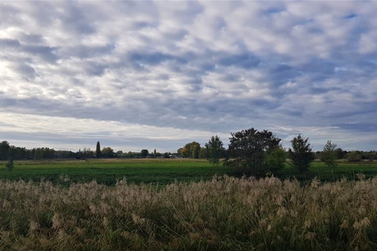 Week in beeld – week 43