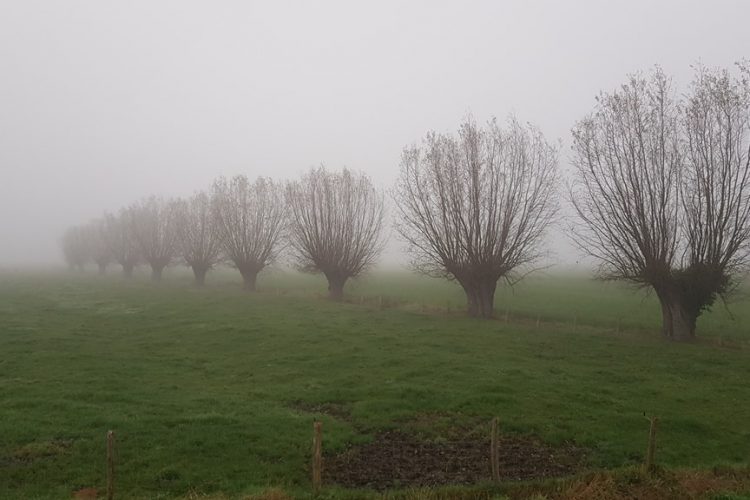 Week in beeld – week 49