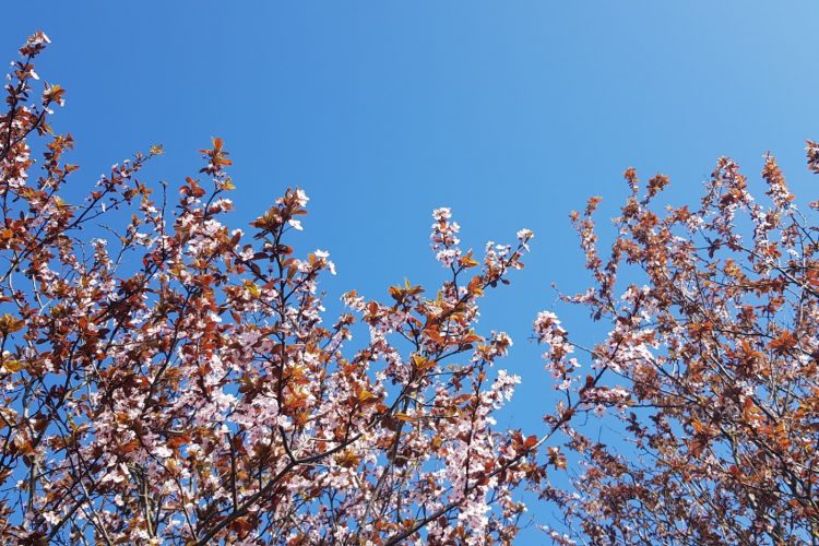 Week in beeld – week 13