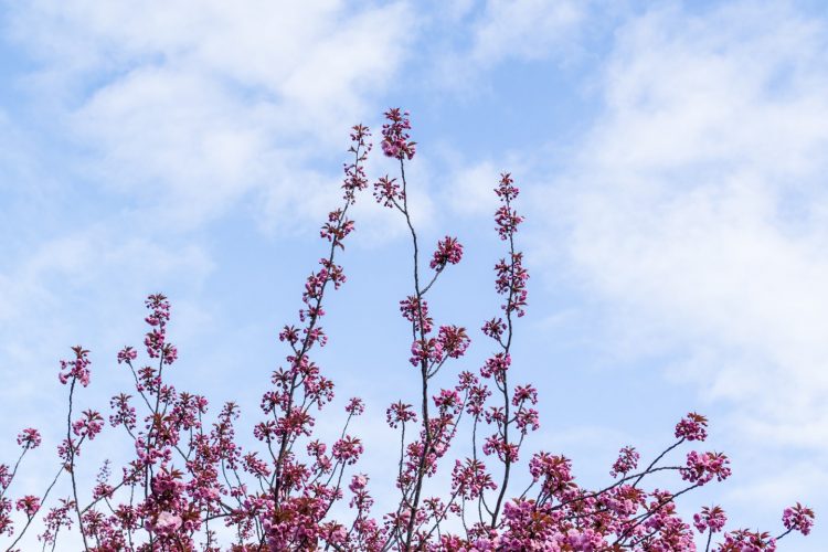 Week in beeld – week 15