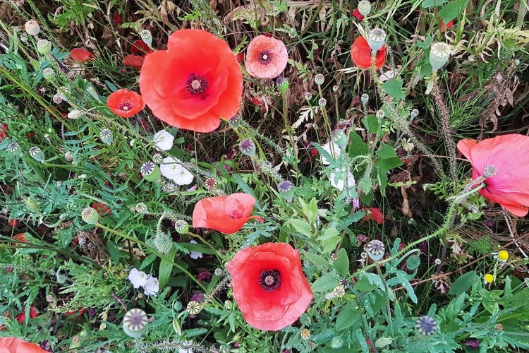 Week in beeld: week 25