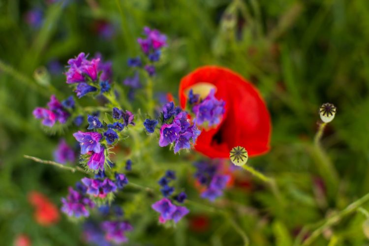 Week in beeld – week 23