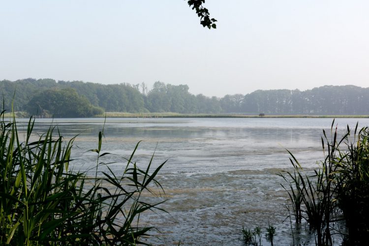 Week in beeld – week 29