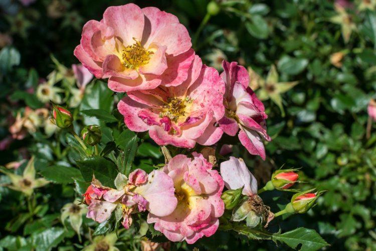 Week in beeld – week 26