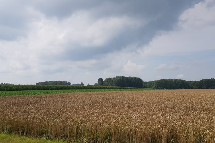 Week in beeld – week 31