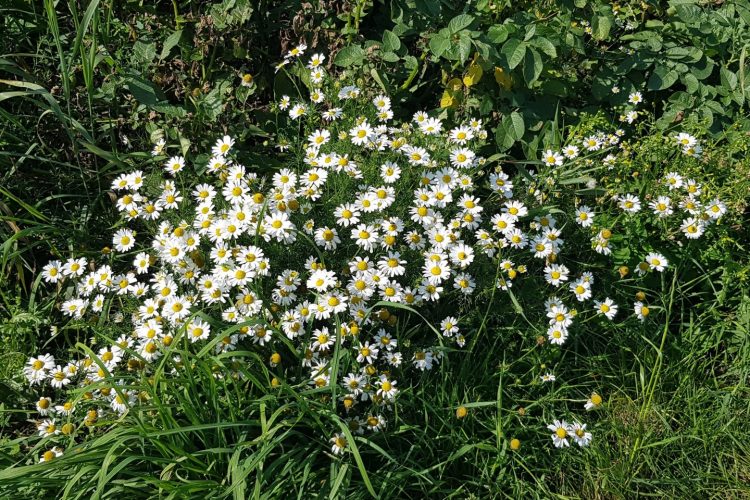 Week in beeld – week 32