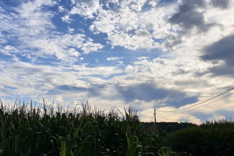 Week in beeld – week 33