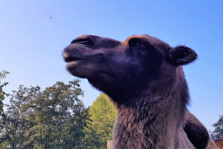 Week in beeld – week 41