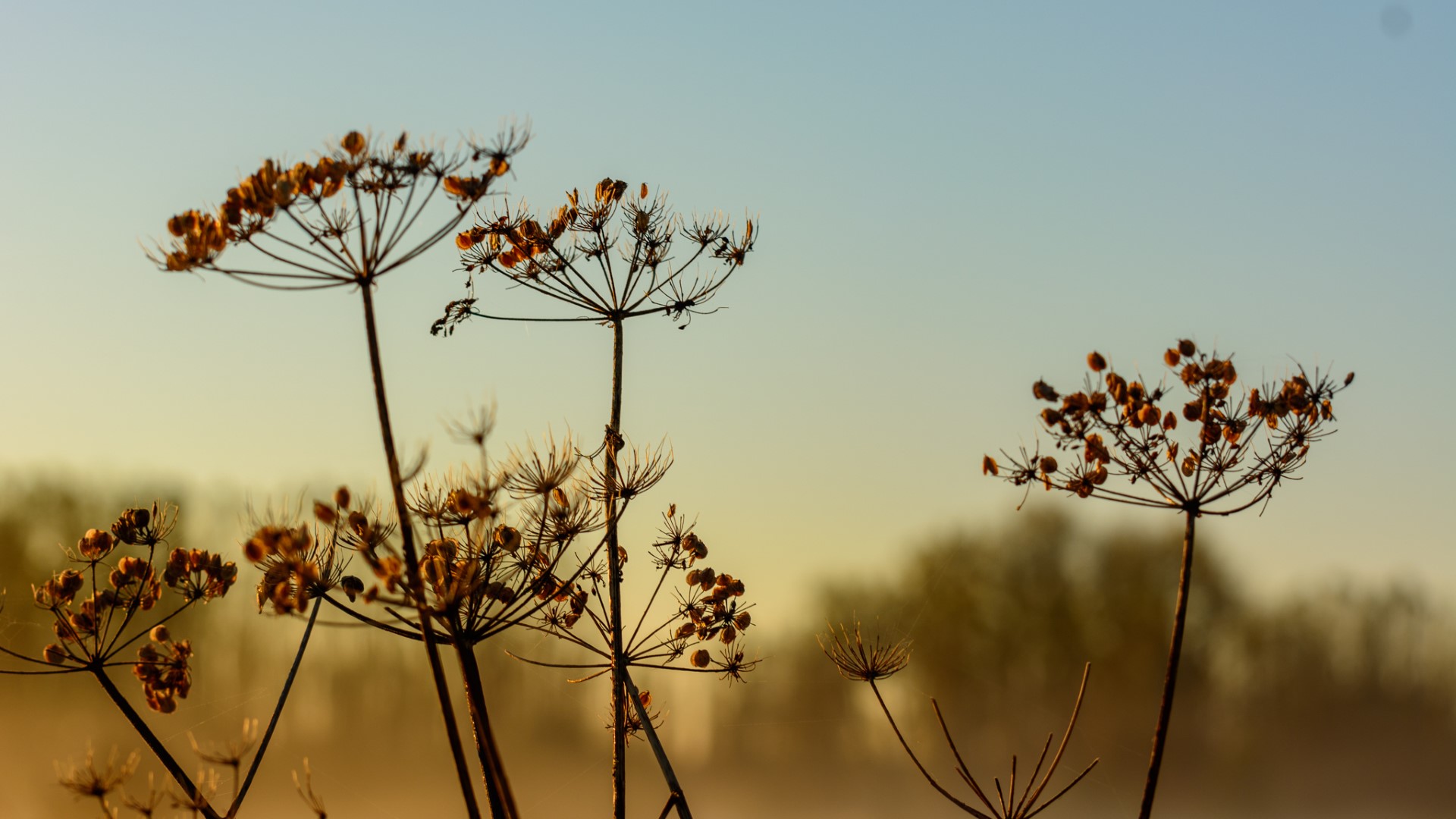 Week in beeld – week 43