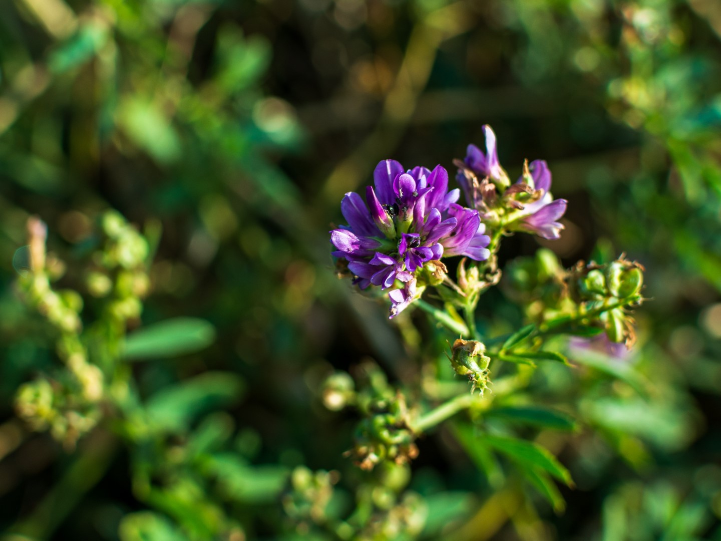 Terug naar Saint-Denis-d’Oléron (2)