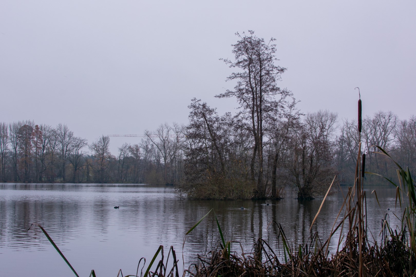 Week in beeld – week 49