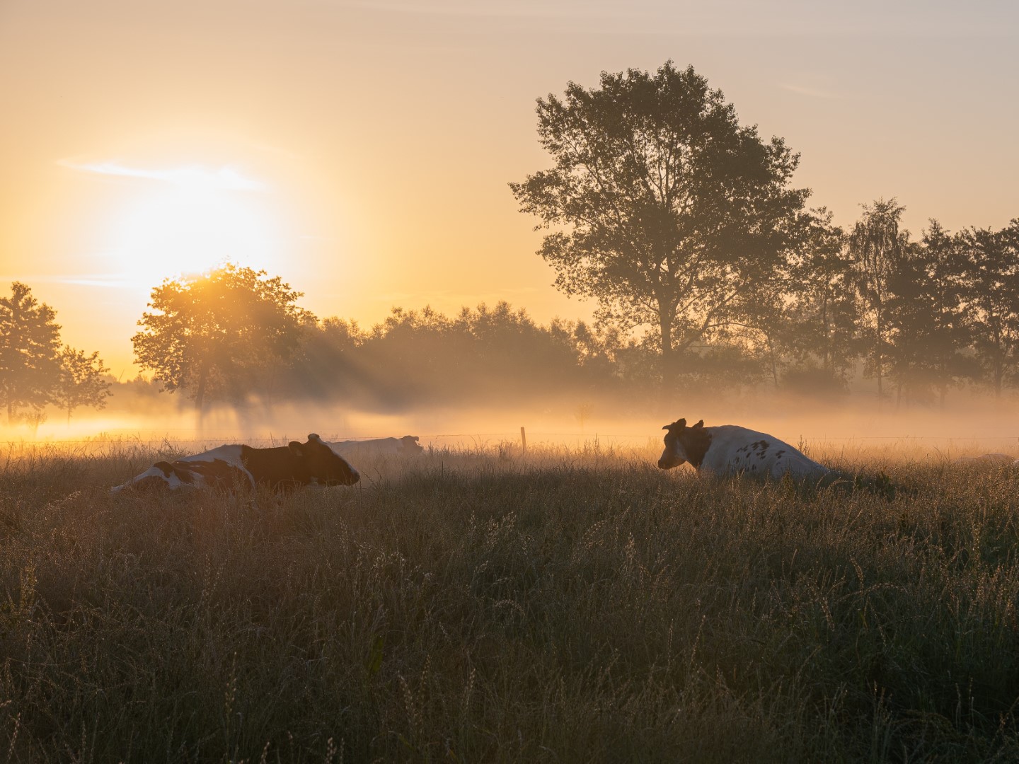 Week in beeld – week 24