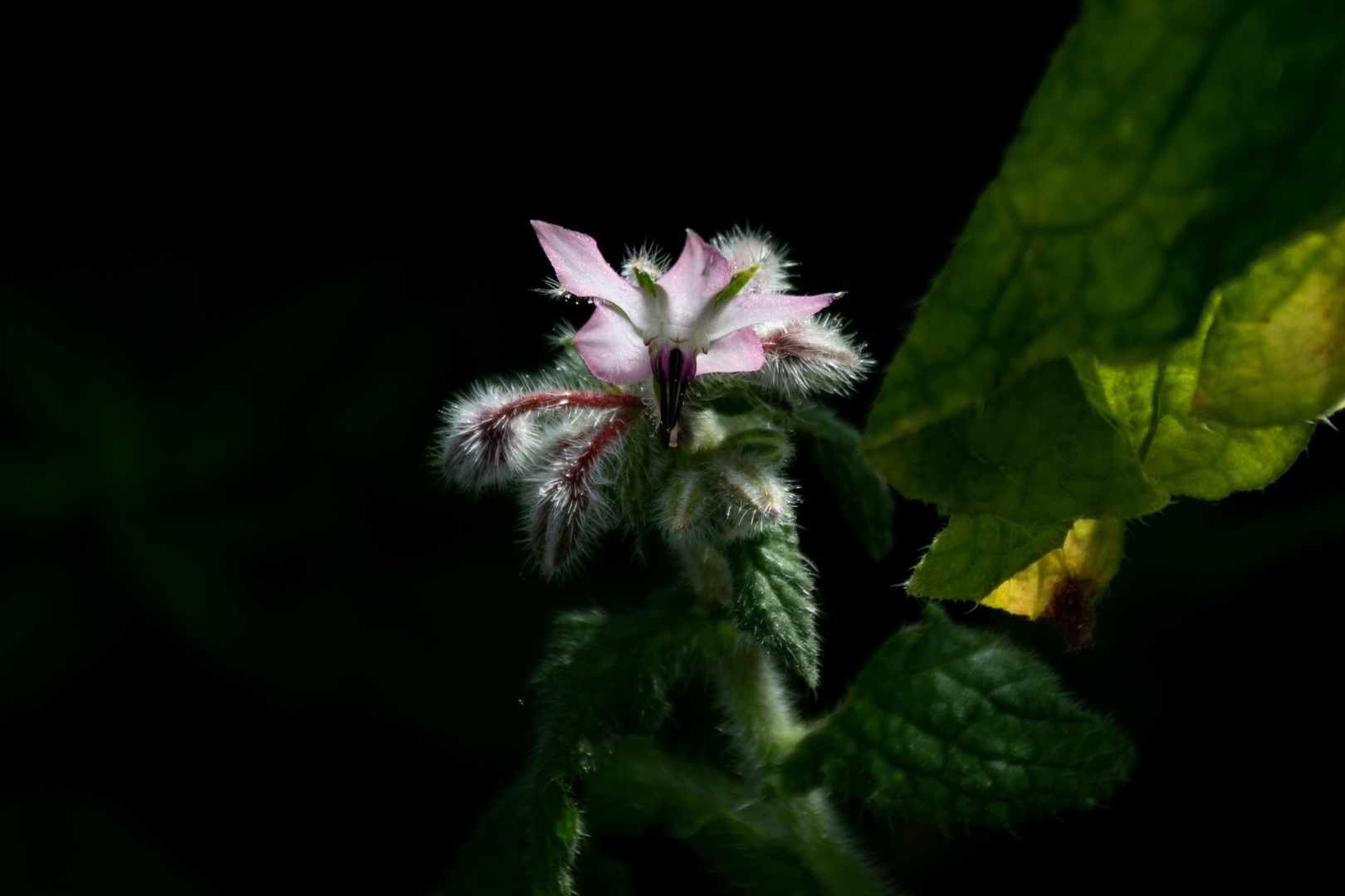 Week in beeld – week 26