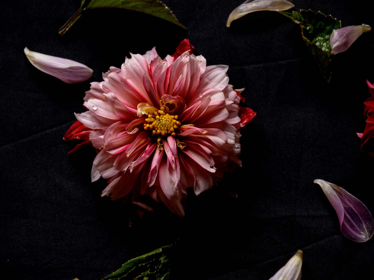 Week in beeld – week 33