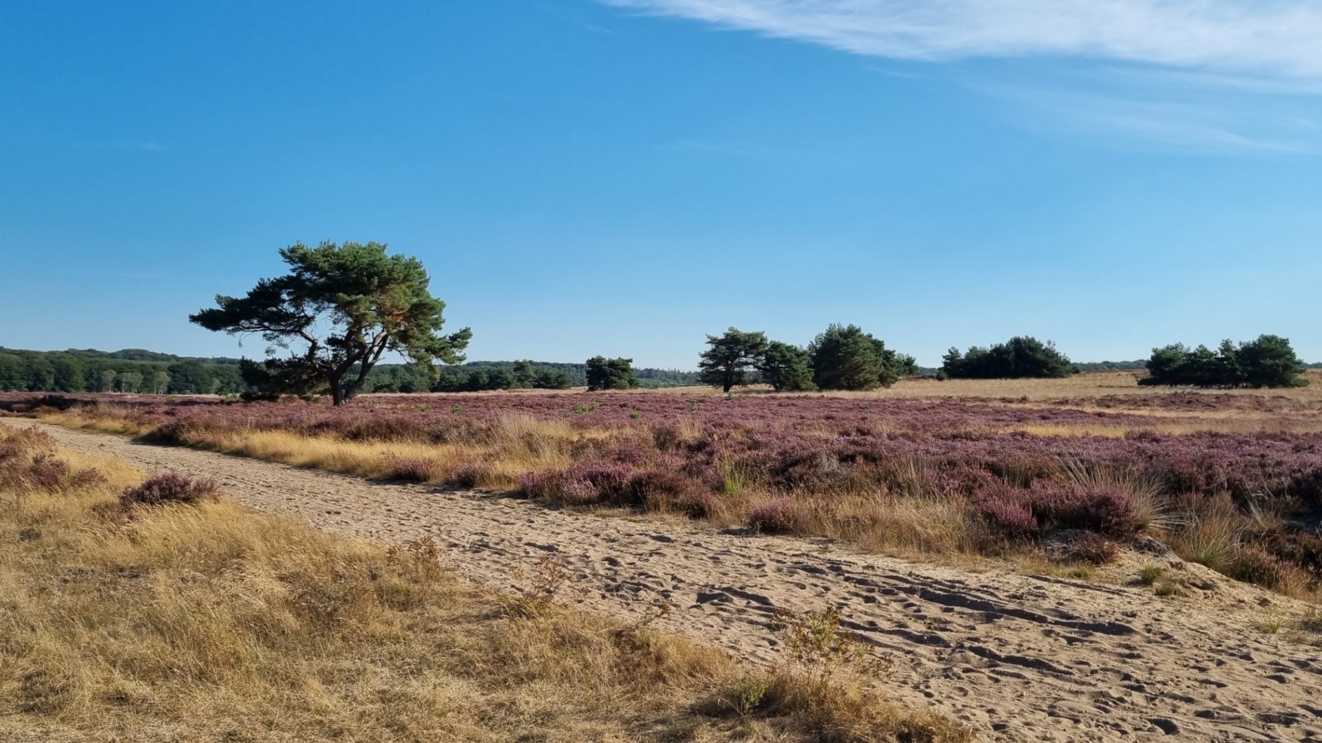 Week in beeld – week 36