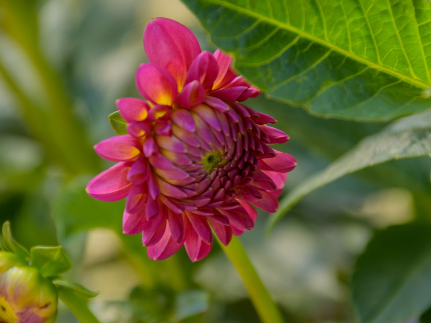 Week in beeld – week 35