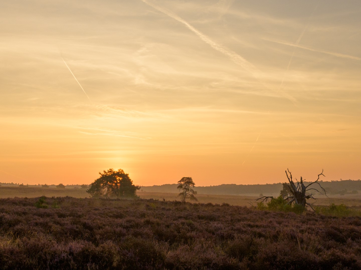 Zonsopgang op de heide