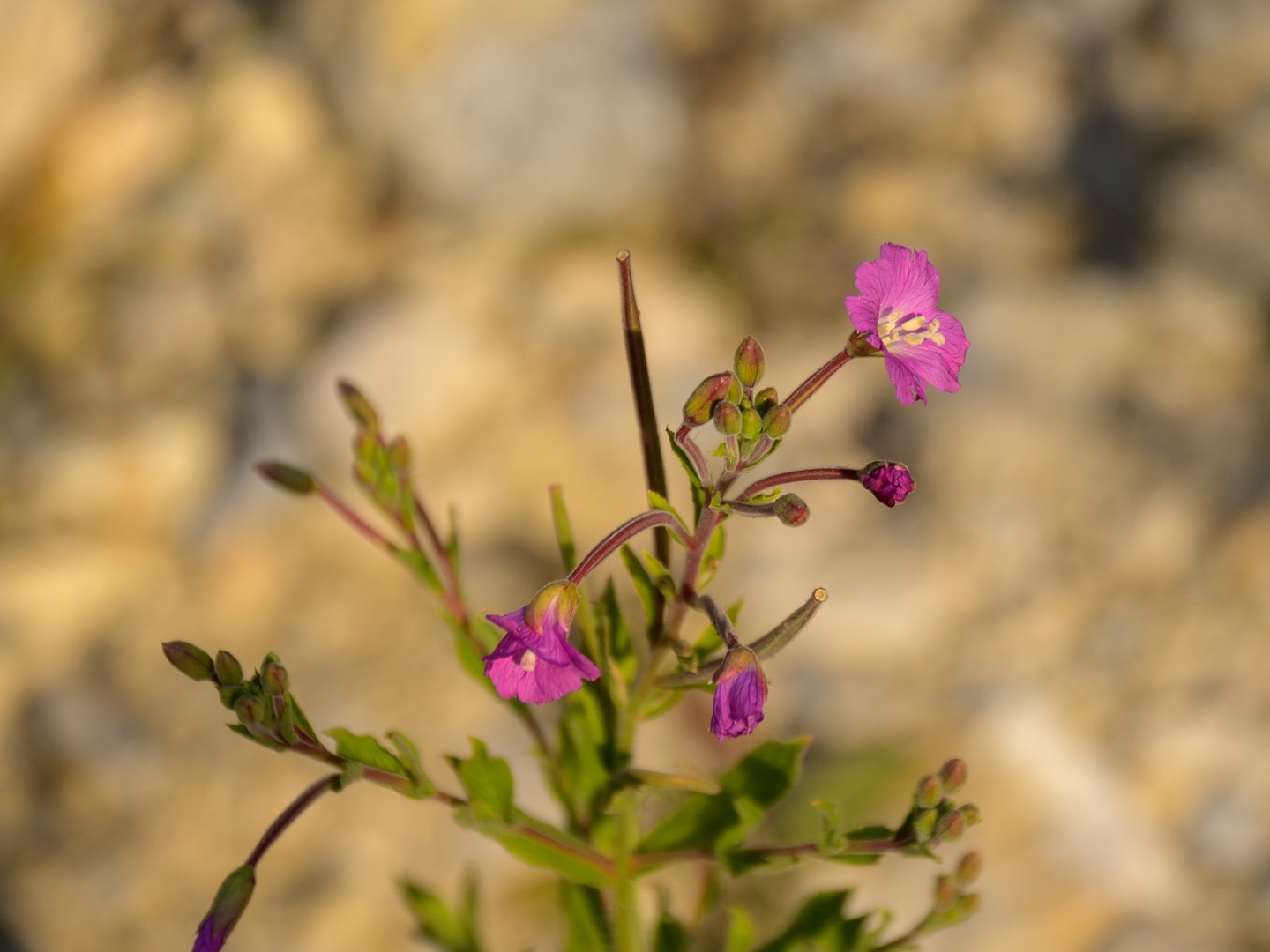 Op reis revisited: dag 12/13