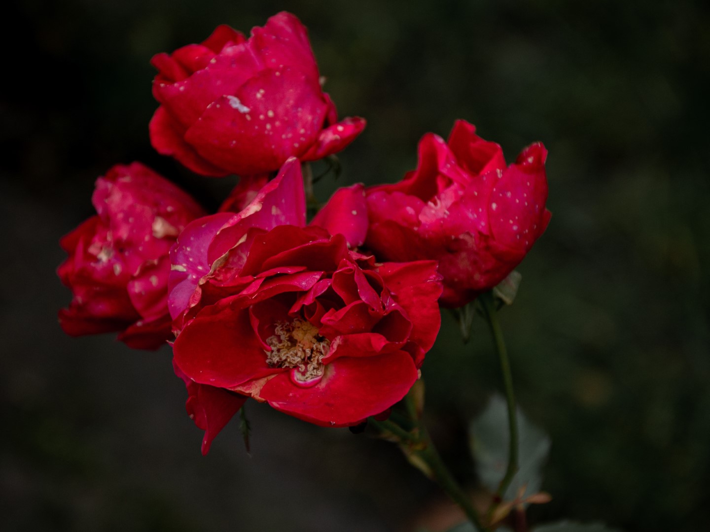 Week in beeld – week 49