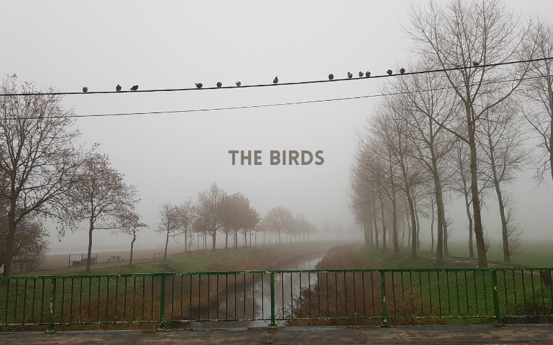 The Birds #wedraaiendoor