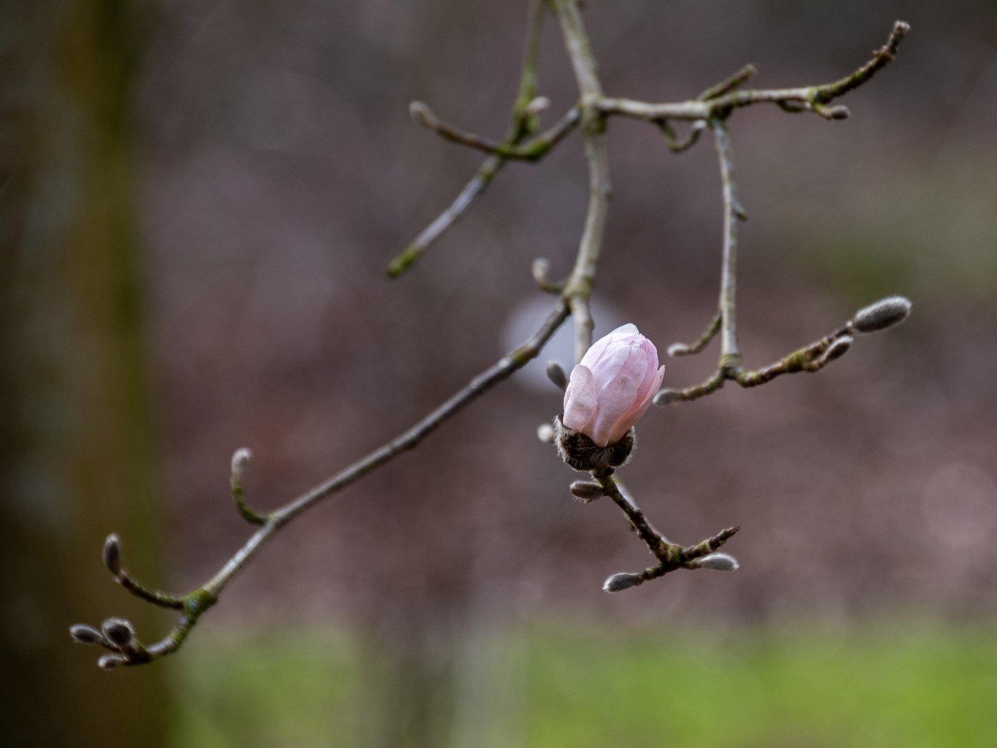Vroege lente in het arboretum van Eeklo