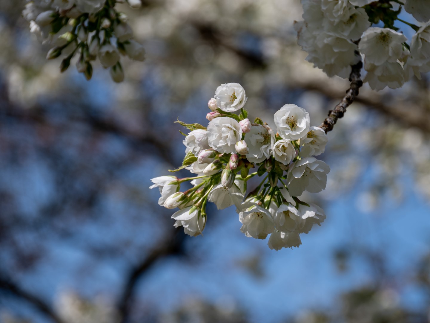 Magnolia’s in het arboretum van Eeklo