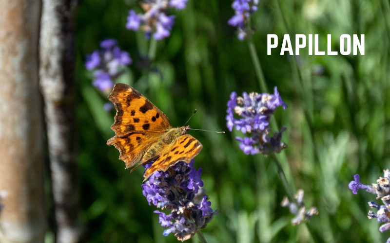Papillon #wedraaiendoor