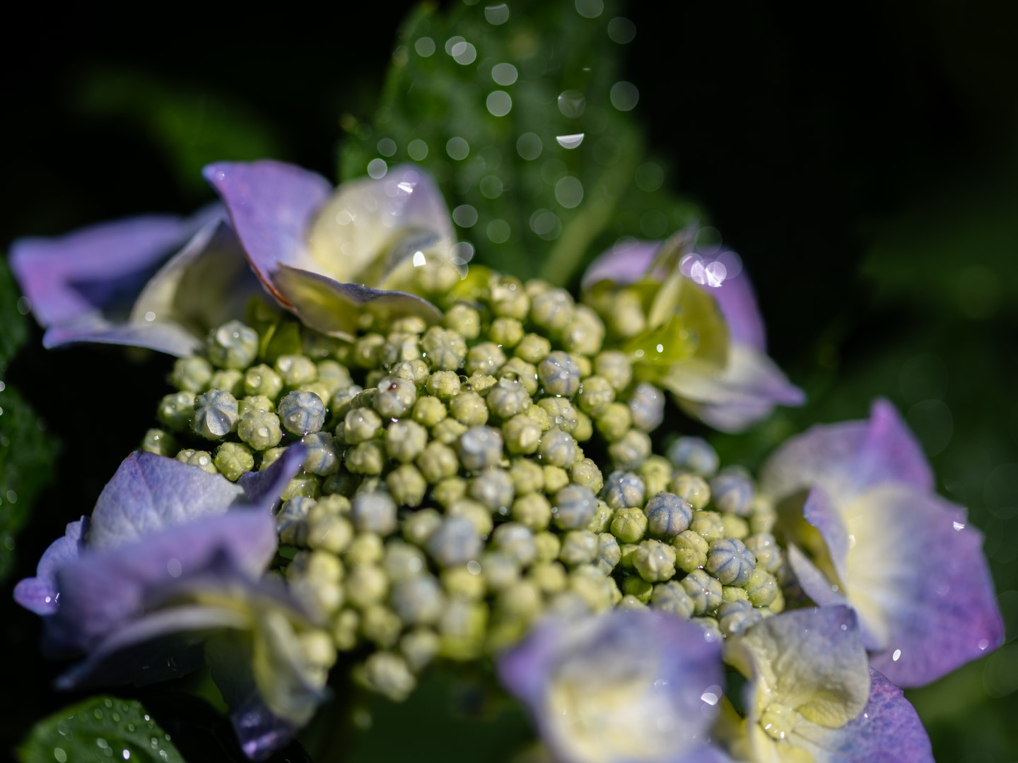 Week in beeld – week 26