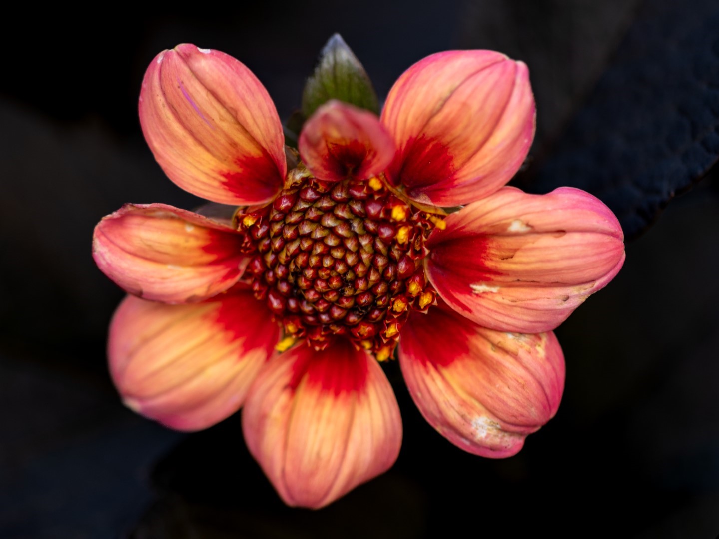 Week in beeld – week 29