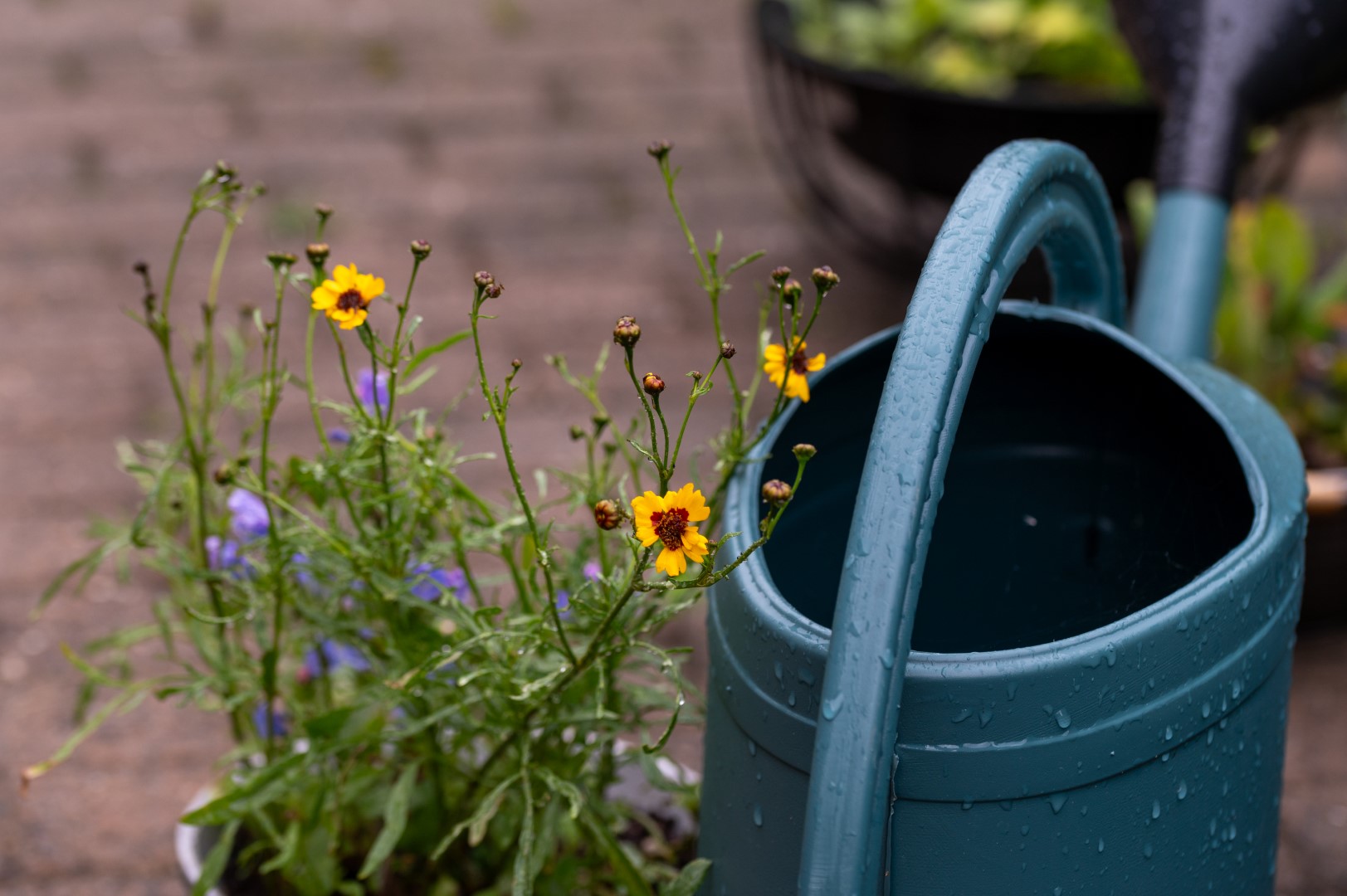 Week in beeld – week 31