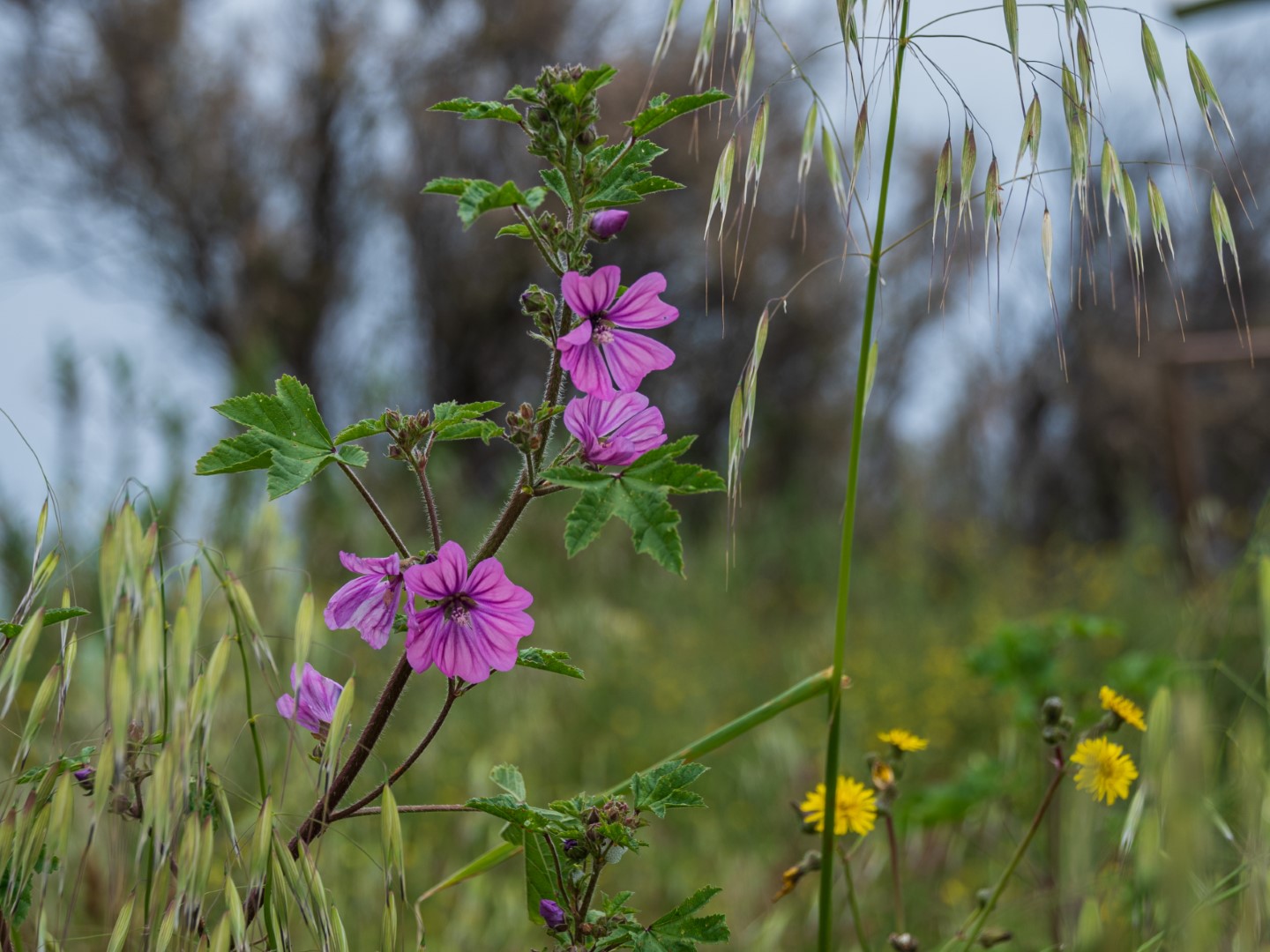 Terug naar ItaliÃ« (2)